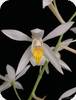 Coelogyne foerstermannii